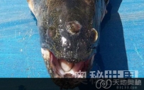 阿根廷渔民钓到诡异的三眼怪鱼（图）