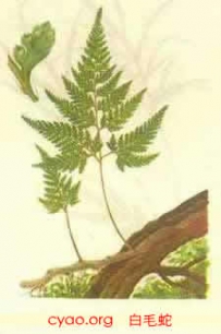 中草药大全―白毛蛇