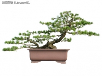 五针松的种植养护知识
