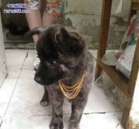 土豪狗狗，咱们做朋友吧