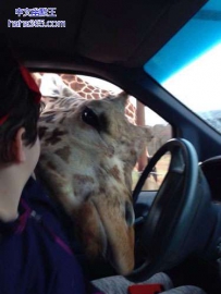 我帮你来开车