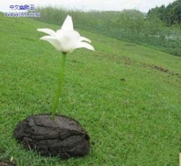 鲜花插在牛粪上
