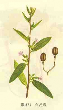 中草药大全―山芝麻