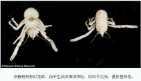 南非海域深处现新型海虾 通体白色形似龙虾