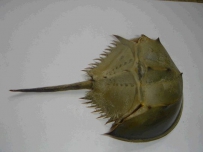 中草药大全―鲎