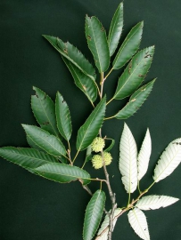 中草药大全―栓皮栎