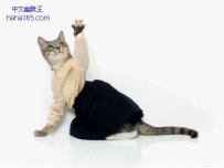 猫咪的秋冬搭配（7张）