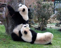 哪些国家有中国大熊猫？美国最多12只，在泰国的大熊猫最可怜 ...