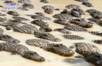 快到碗里来！