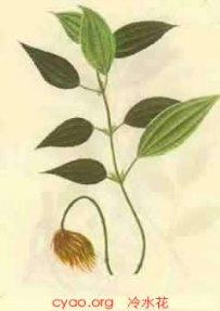 中草药大全―冷水花