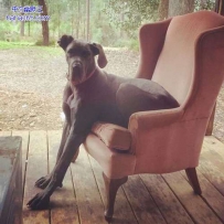 狗狗 你的身材真棒