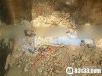 中华石龙子？安徽一工地挖到神秘怪物