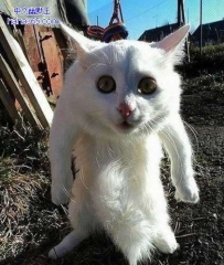 你是猫咪还是老鼠