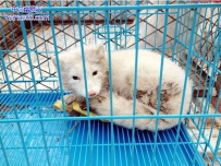 浙江一滩涂现白狐 见到生人一动不动