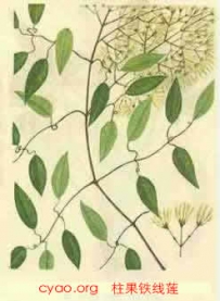 中草药大全―柱果铁线莲