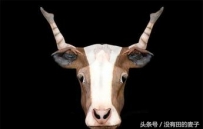 美女人体彩绘成动物，实在太逼真了