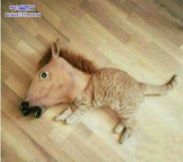 主人，你为何要这样伤害我？