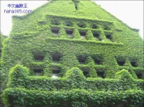 免费装修房子的来了