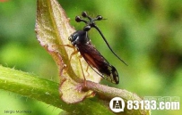 地球上15大奇特生物 狮虎兽