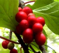 中草药大全―狗枣子