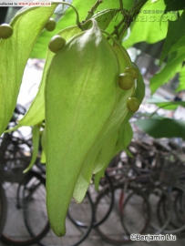 中草药大全―梧桐