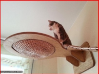 小伙为女友猫咪设计玩具 终打造出猫咪游乐场