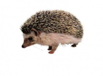 SEO理应拥有高昂的态度和清晰的思路