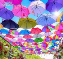 迪拜奇迹花园（9张）