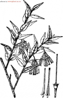 中草药大全―树萝卜