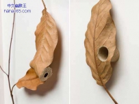 你知道枯树叶也可以用来当绣布么？（9张）
