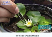 世界最小睡莲被盗 叶片直径仅1厘米