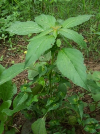 中草药大全―蚌壳草