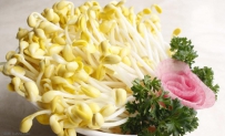 大棚绿色豆芽菜栽培技术