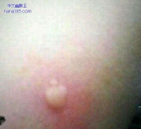 乔布斯投胎了，当了蚊子