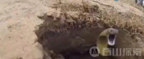 在山洞遇见了蟒蛇 男子终身难忘