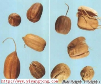 中草药大全―马兜铃