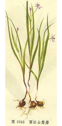 中草药大全―丽江山慈菇