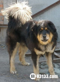 黑龙江藏獒吃人事件