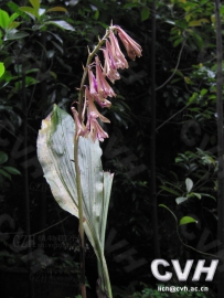 中草药大全―杜鹃兰