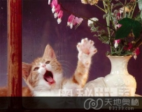 研究发现宠物猫能够通过特殊声音控制主人（图）