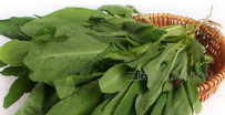 板蓝根食用方法