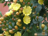 中草药大全―云南仙人掌