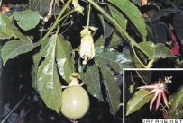 中草药大全―鸡蛋果