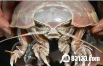 英国发现古老生物：跟手掌一样大的巨型木虱