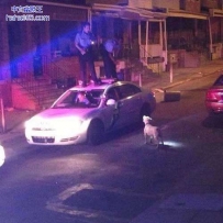 狗狗威武，警察战斗力渣渣