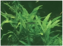 中草药大全―水蓑衣