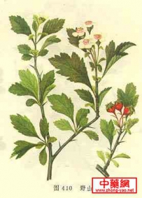 中草药大全―野茄树