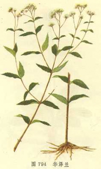 中草药大全―华泽兰