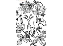 中草药大全―雀舌豆
