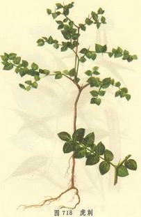 中草药大全―虎刺